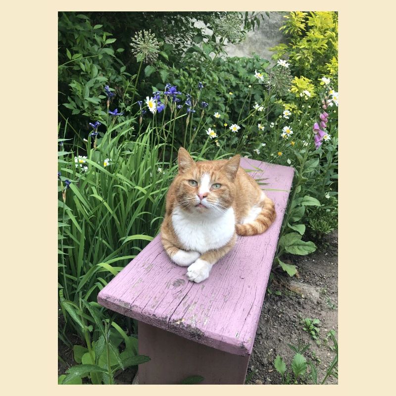 Chat Rouge Chat Mignon Petit Tigre Fleurs