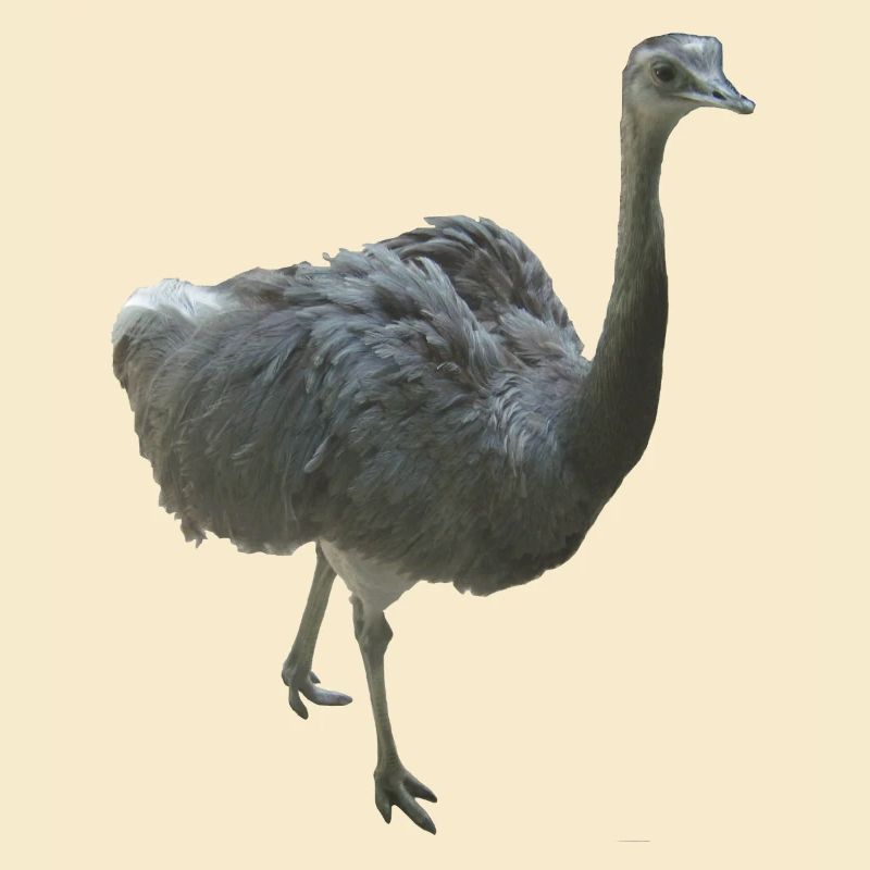 Oiseau Nandu