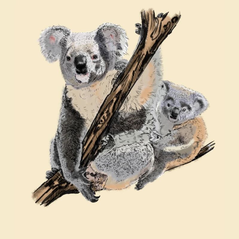 koala bear