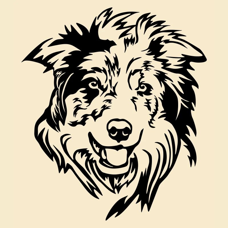 Border Collie Kopf