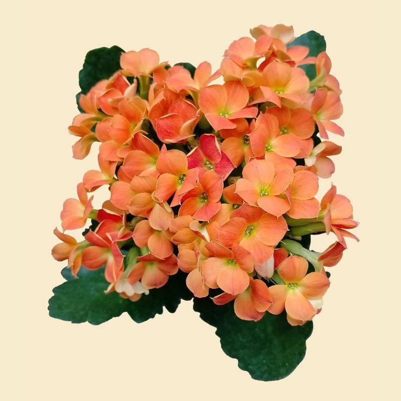 SPRING FLOWERS (orange)
