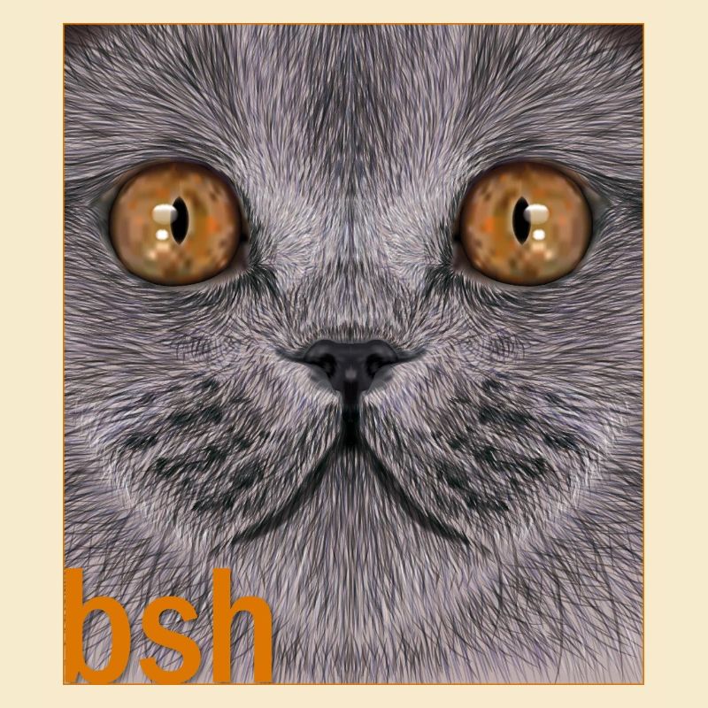 Britisch-Kurzhaar-Katze