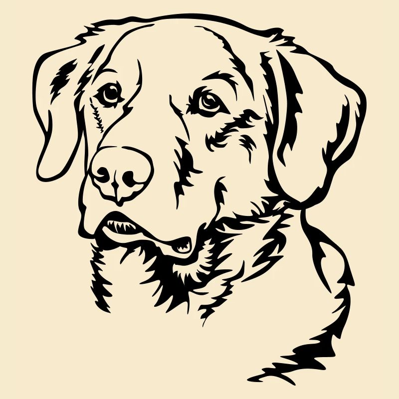 Labrador Kopf