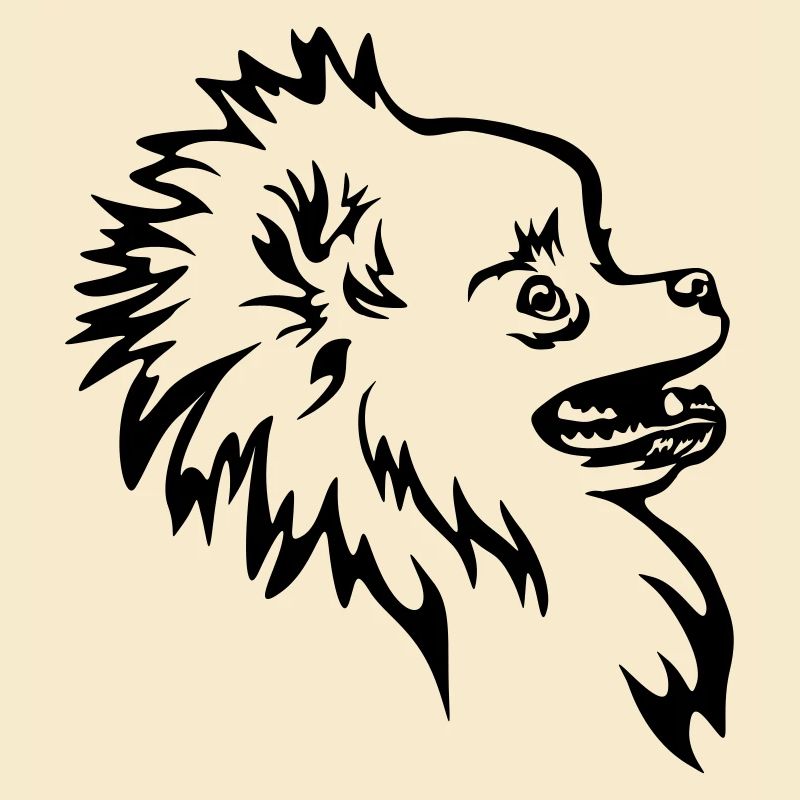 Zwergspitz Kopf