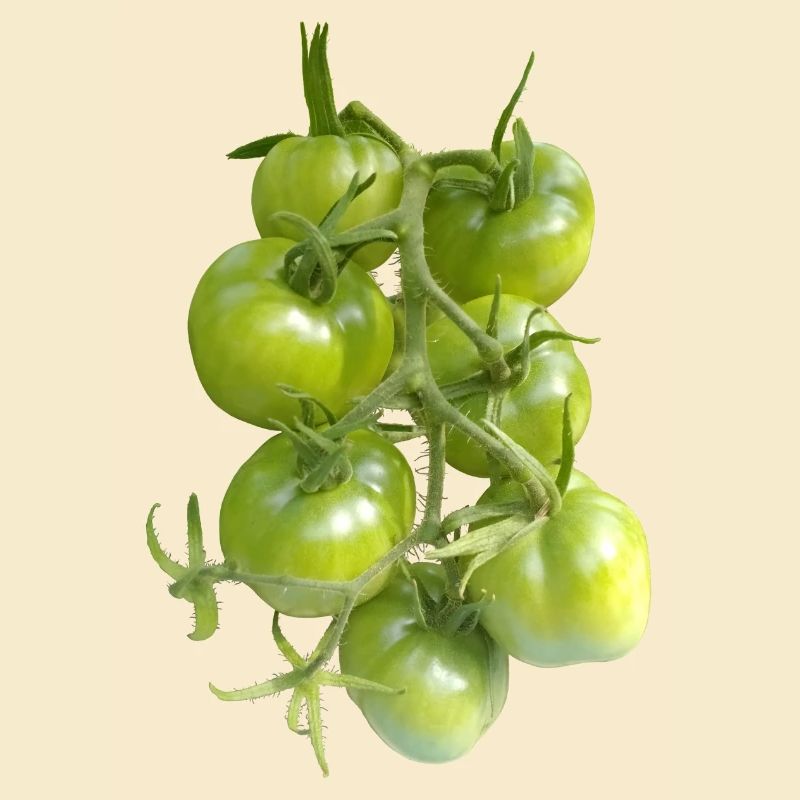 Tomates vertes sur la vigne