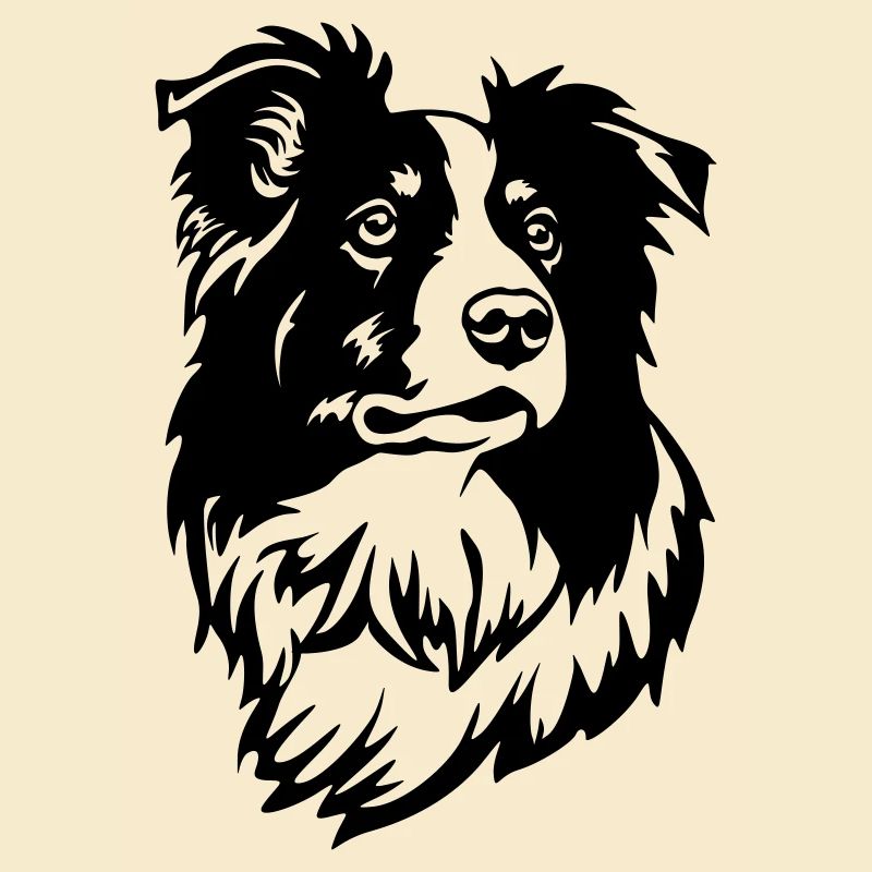 Border Collie Kopf