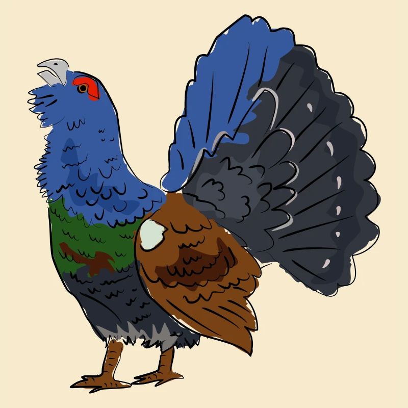Coloured capercaillie with colourful plumage