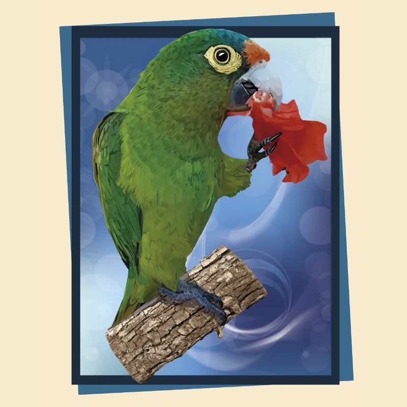 Perruche à front orange