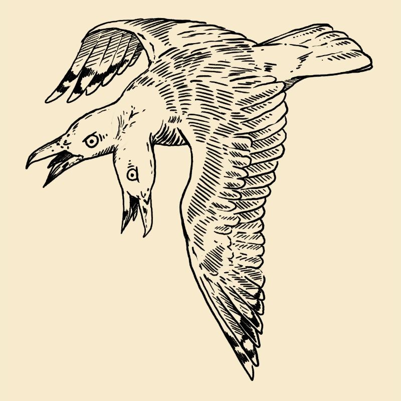 Two-headed seagull