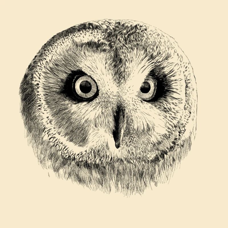 owl
