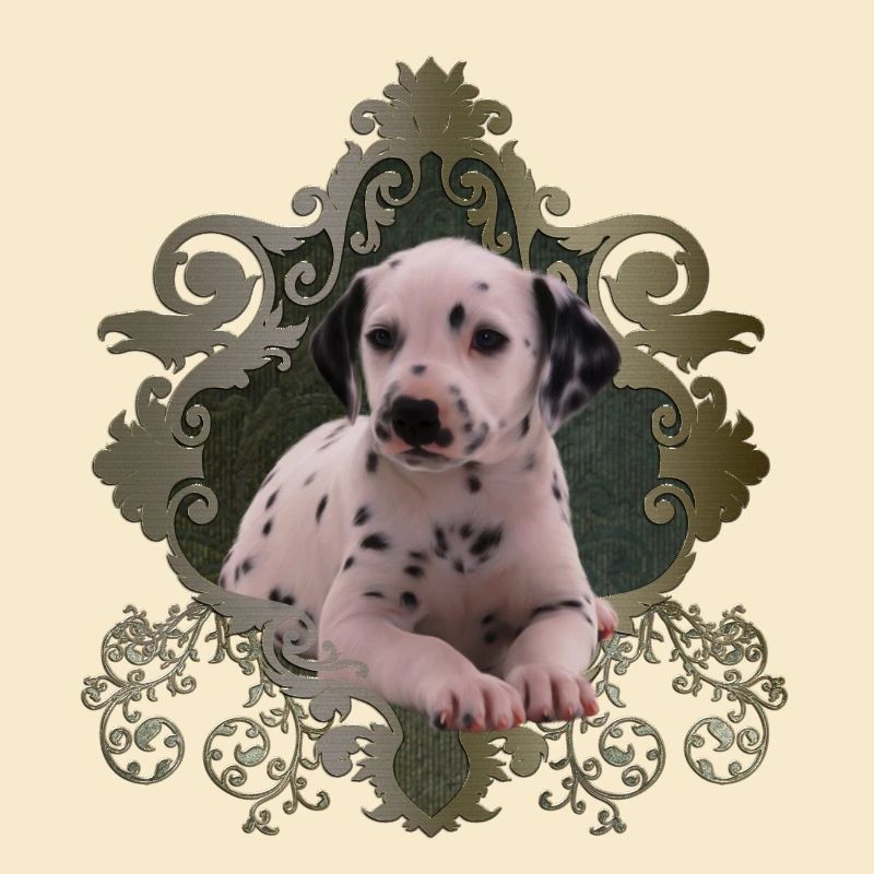 Dalmatien mignon