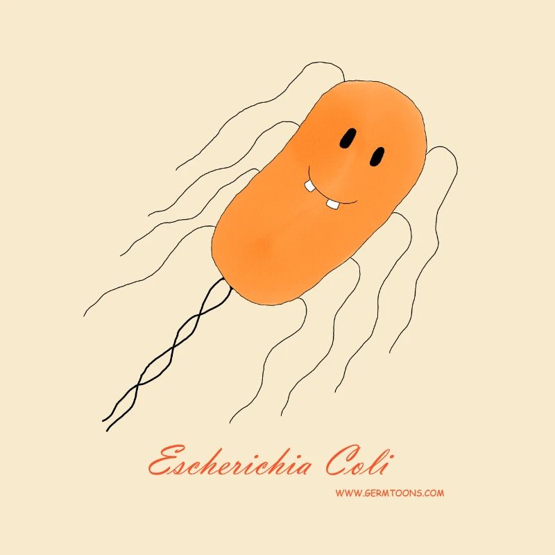 E. coli / Escherichia coli - bactérie