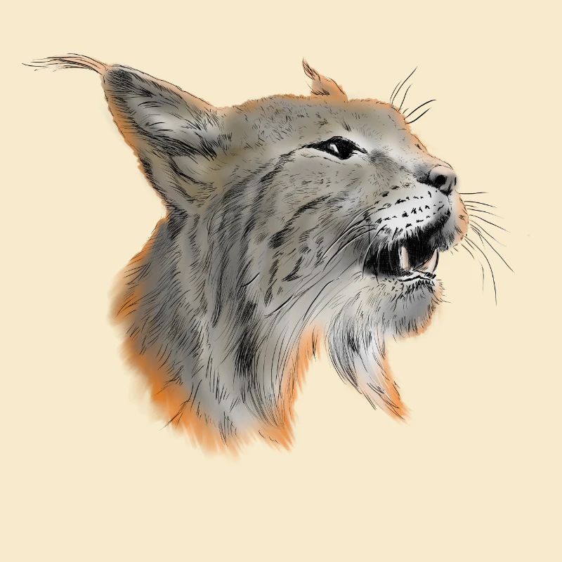 Luchs