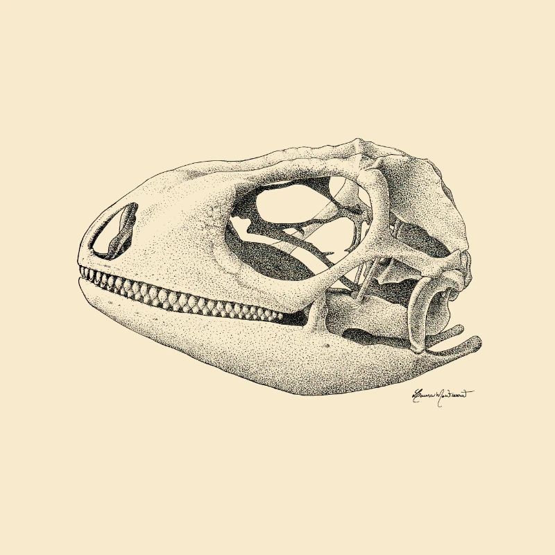 Teiú Lizard Skull - Ink