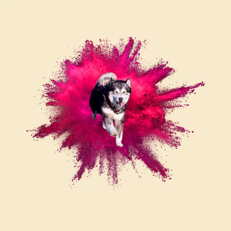 Malamute Uhlan