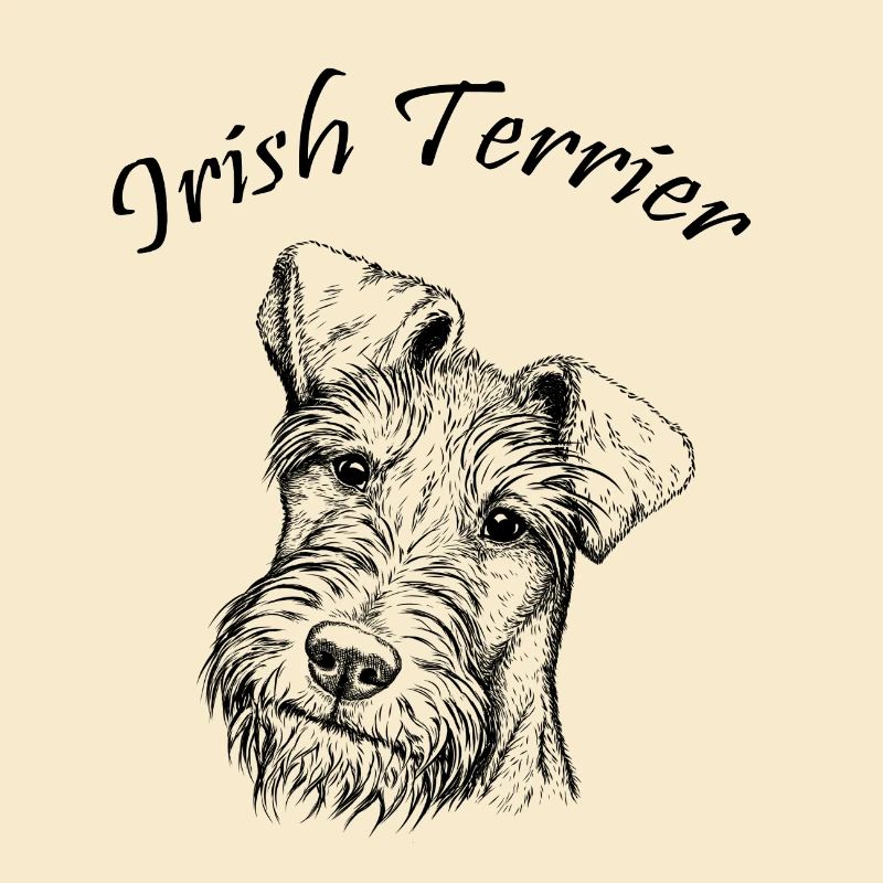 Irish Terrier Portrait