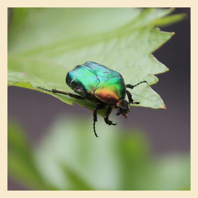 Rose chafer