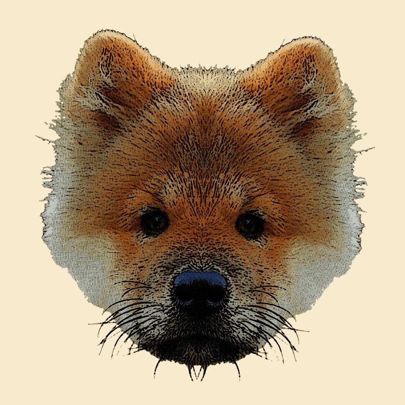 sweater mit hündchen, chow chow welpe