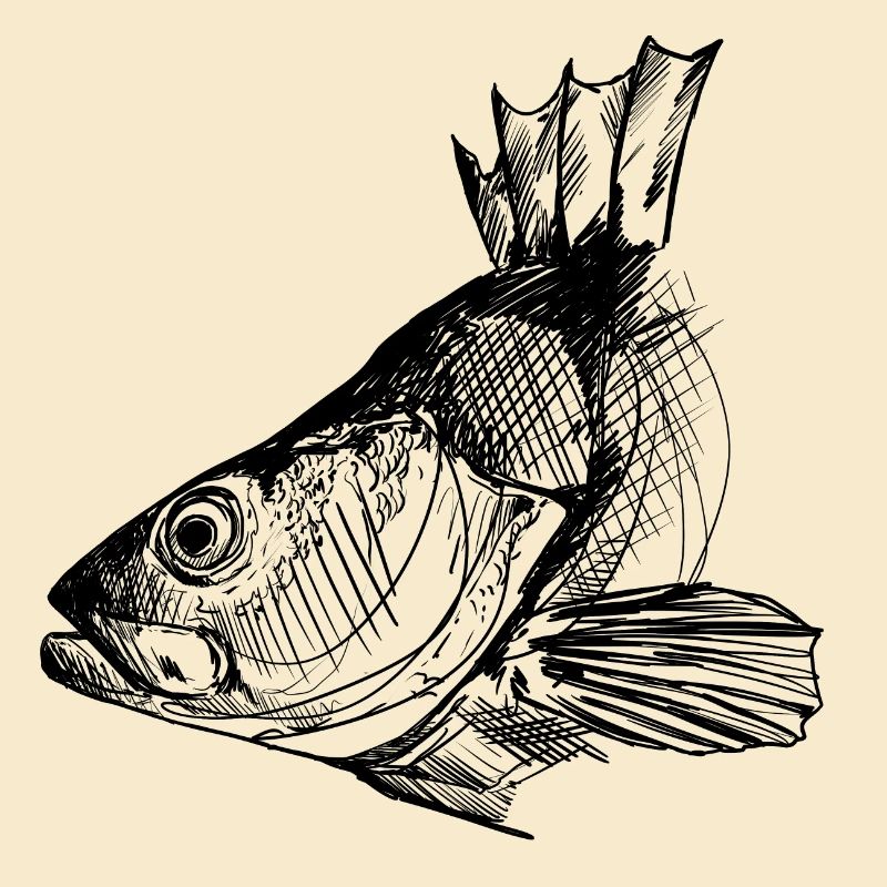 Perche - Pêche à la perche - Poisson préféré