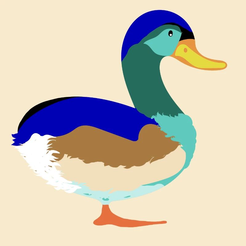 Joli Canard colvert coloré