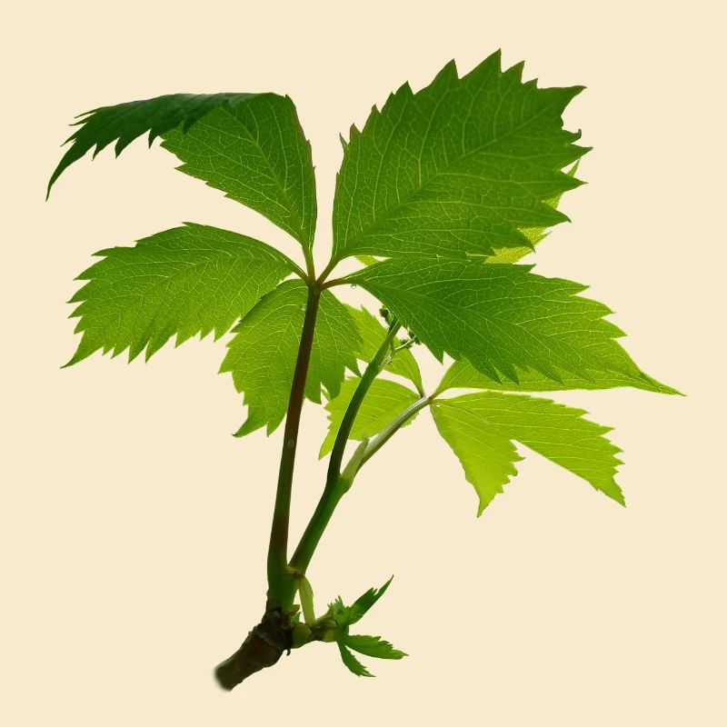 Jeune feuillage – branche verte de feuilles