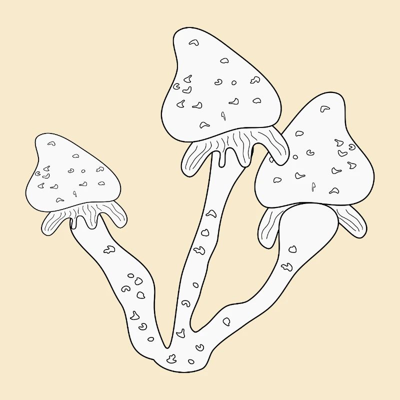 Champignons Champignons comestibles