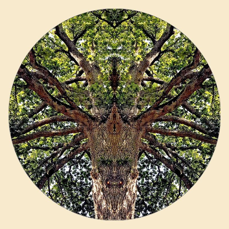 Créatures de la nature dans la cime des arbres