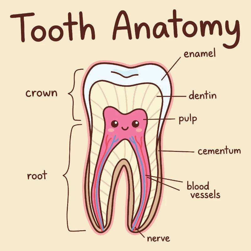 Dentiste assistant dentaire en anatomie dentaire