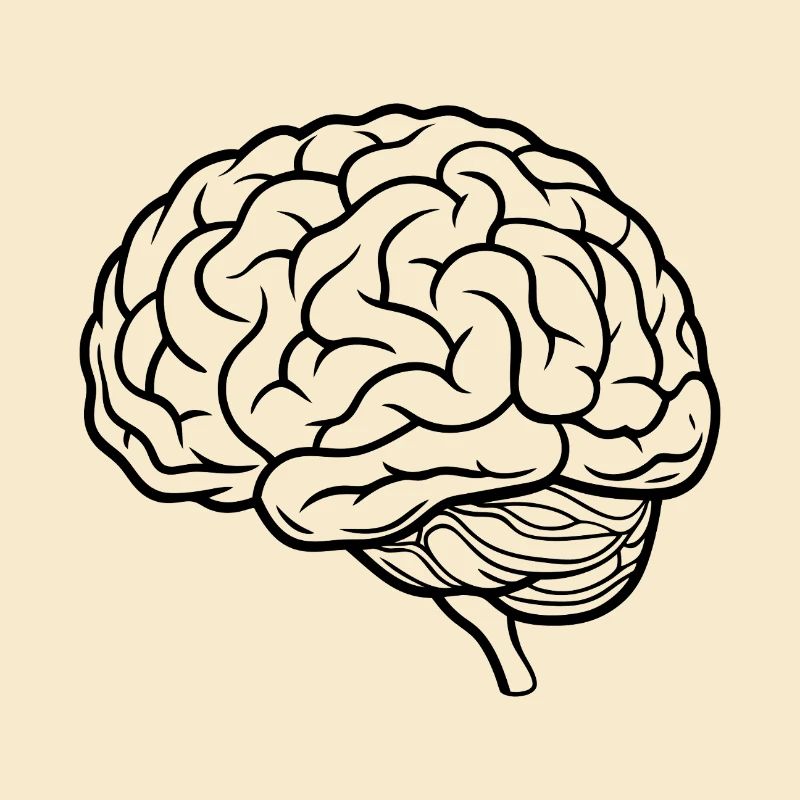 Brain