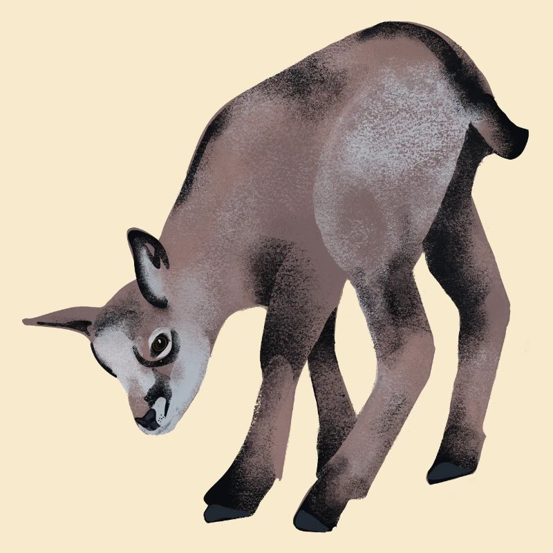 Young chamois