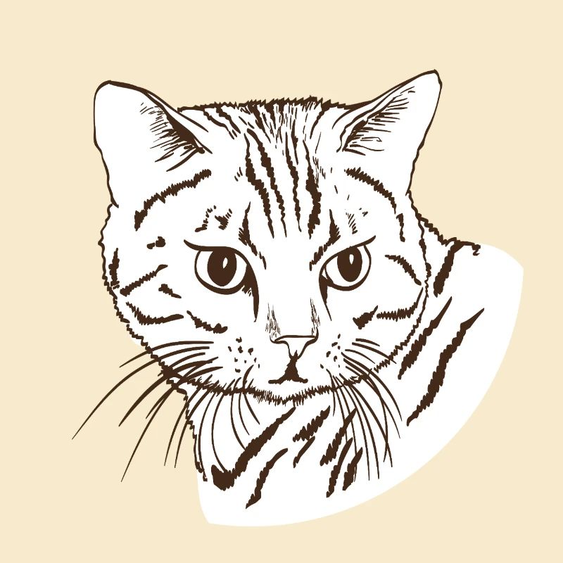 Katze