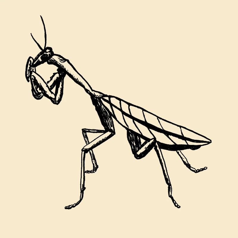 Praying Mantis Insect Drawing