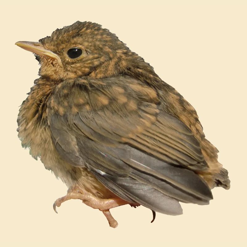 Succursale de Robin