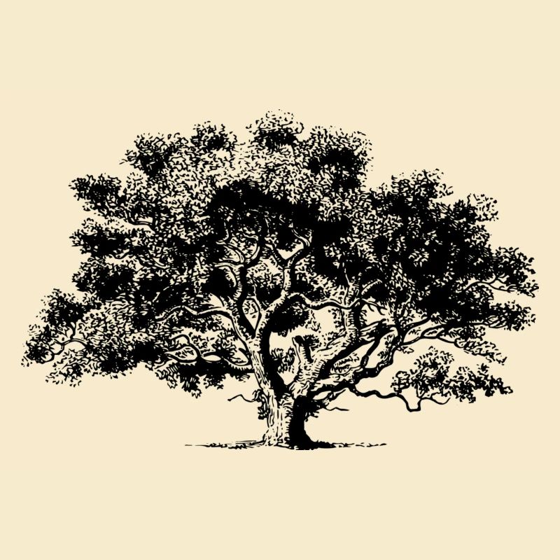 Summer tree