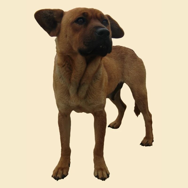 Hund