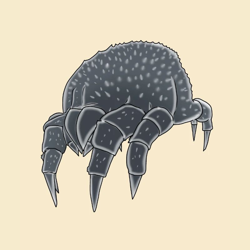 Mite Mites Insect Insect Disgusting Phobia Pest