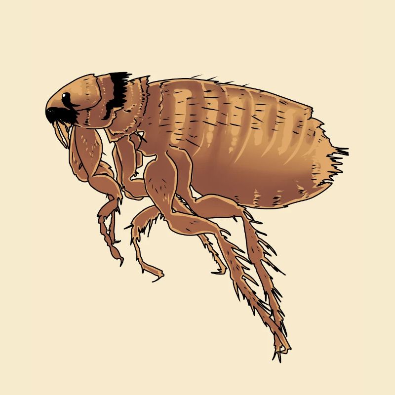 Fleas fleas vermin pests insects nature