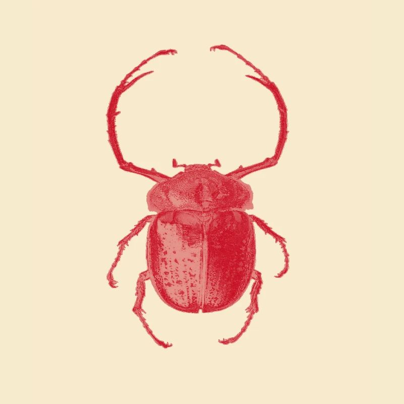 insecte rouge