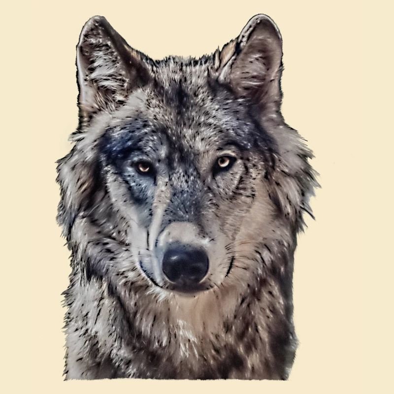 Wolfkopf vu de face