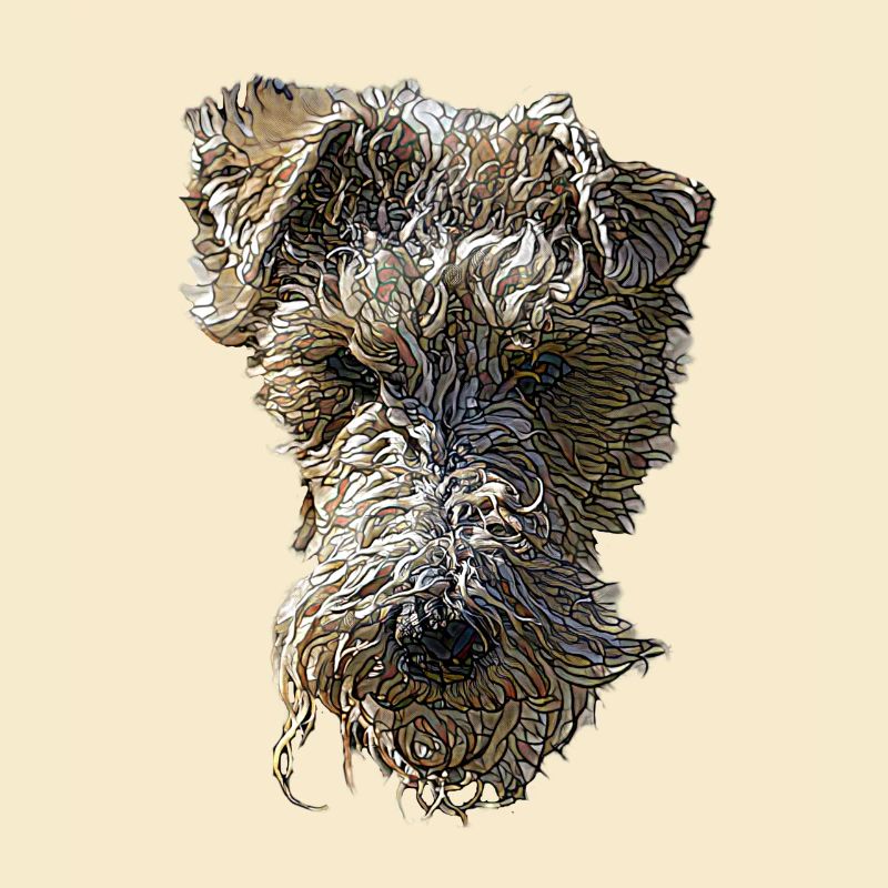 Visage de Fox Terrier