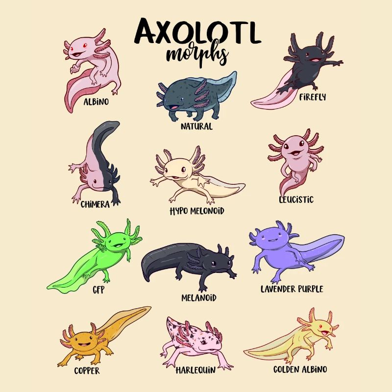 Various Kawaii Axolotls