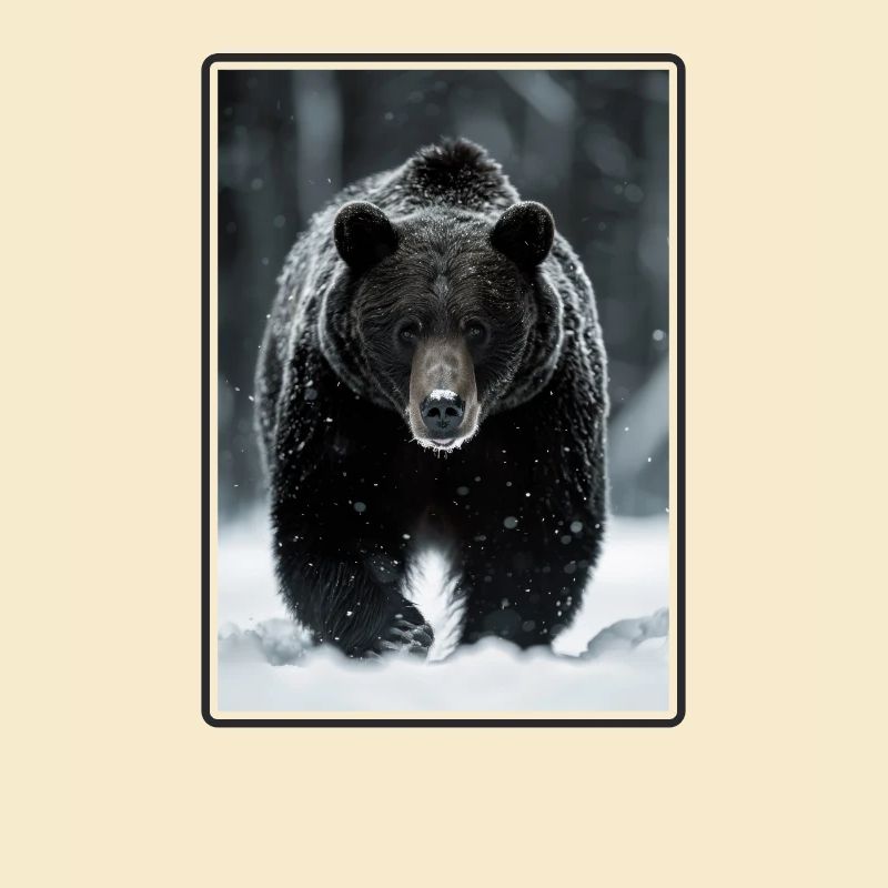 Bear Bären Bär