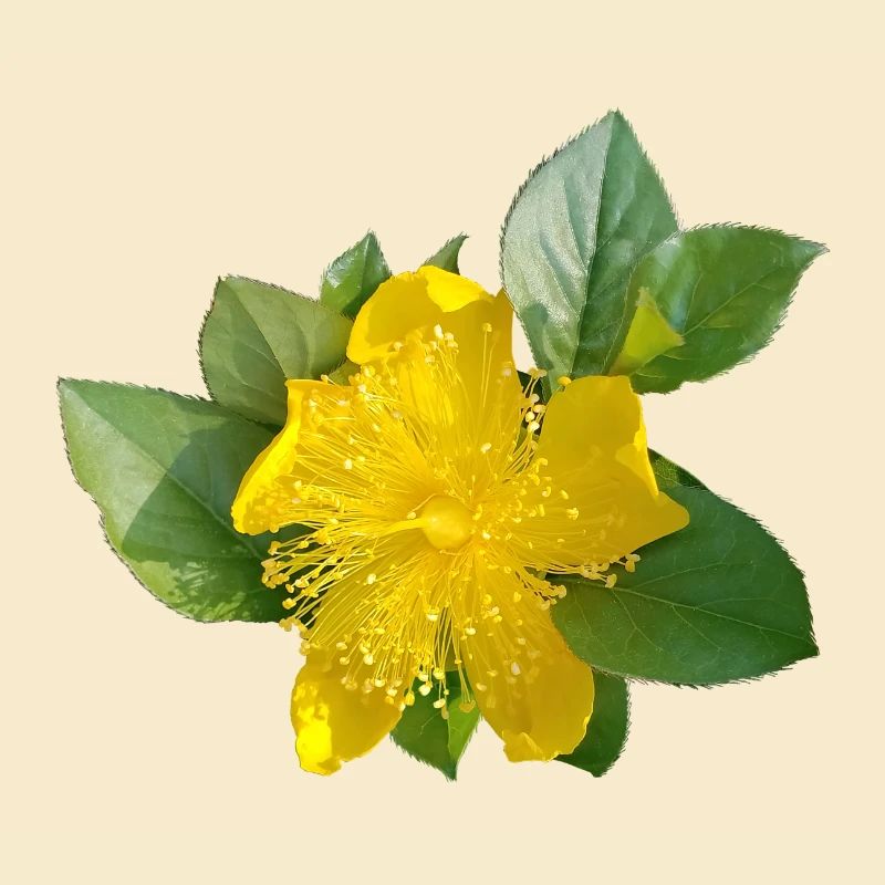 Karrie /Beauté dorée japonaise