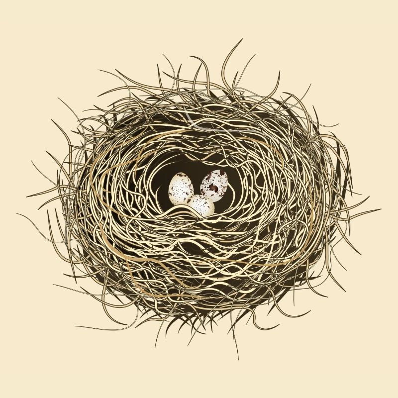 Vogelnest oder Osternest mit drei Vogel Eier