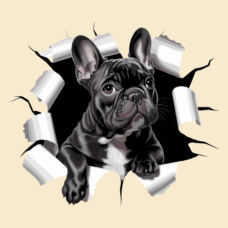 Chiot bouledogue français perce la percée