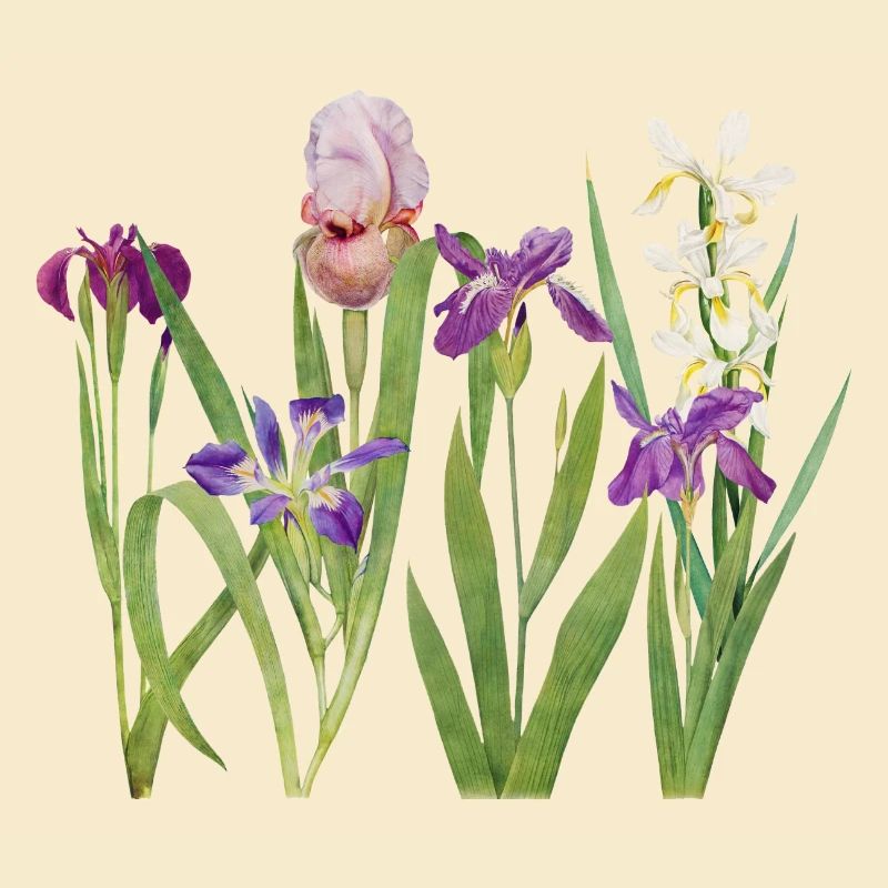 Wilde Iris und Orchidee Botanisches Design