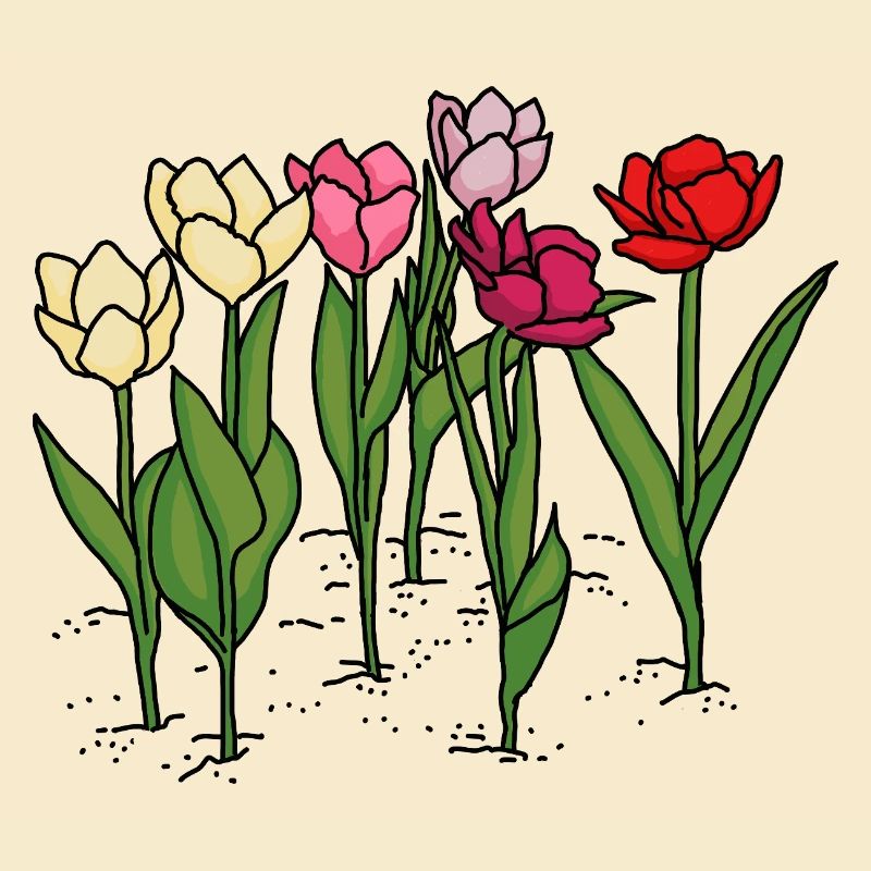 Tulips in spring