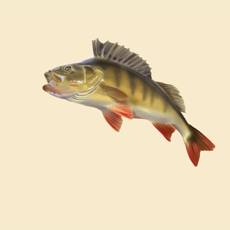 Perch