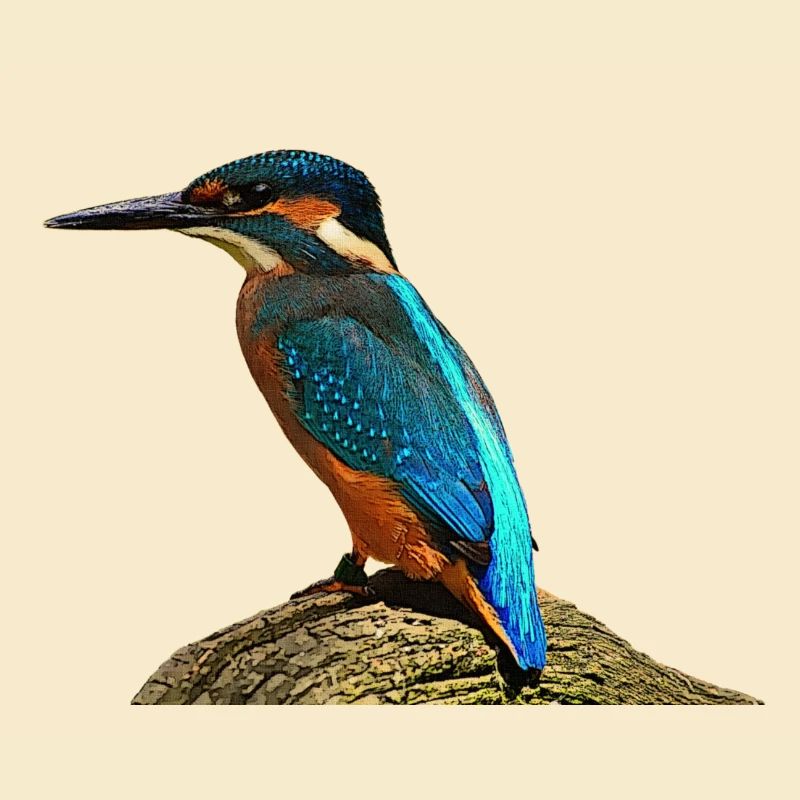 coole vögel, fischendes Eisvogel männchen