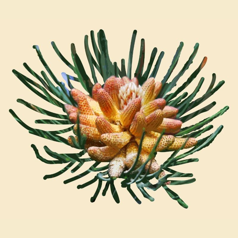Creative fir branches